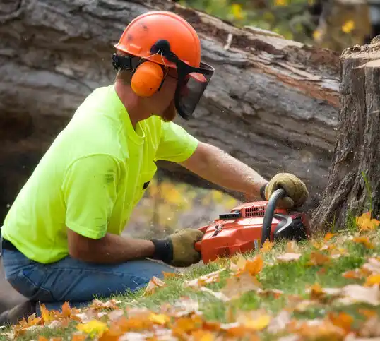 tree services Litchfield